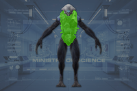 Torso front view