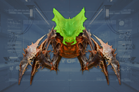 Head front view