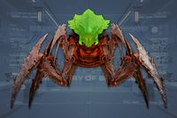 Head front view