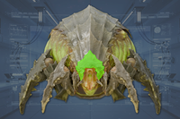 Head front view