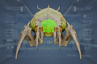 Head front view