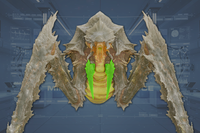Claws (2) front view