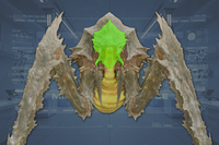 Head front view