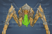 Underside front view