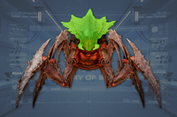 Head front view