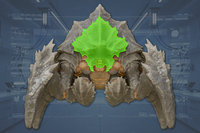 Head front view