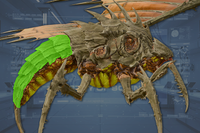 AbdomenArmor side view