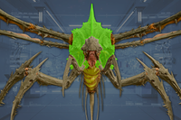 Carapace (2) front view