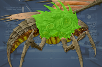 Carapace (2) side view