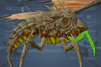 Claws (2) side view