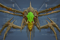 Head front view