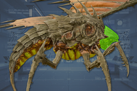 Head side view