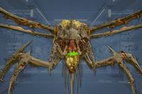 ThoraxInnards front view