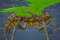 Wings (4) side view