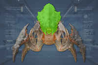 Head front view