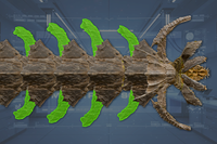 Fins (14) front view