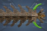 Mandibles (2) front view