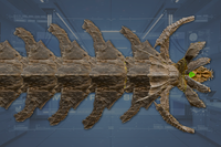 Mouth front view