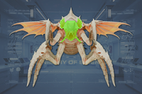 Head front view