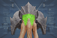 Head front view