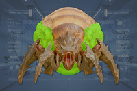 Butt front view