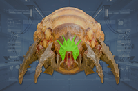 Head front view