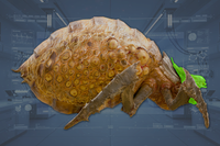 Head side view