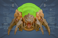 SpinalPlates front view