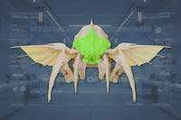 Head front view