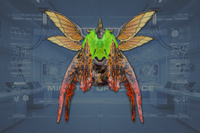 Head front view