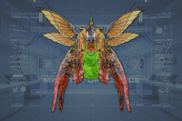 Underbelly front view