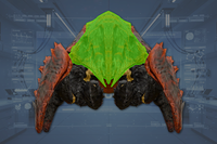 Head front view