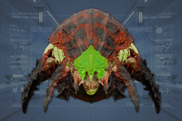 Head front view