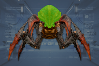 Head front view