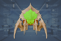 Head front view