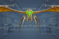 Head front view