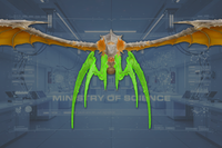 Limbs front view