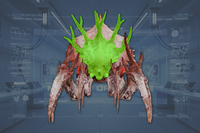 Head front view