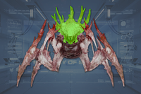 Head front view