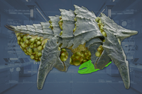 Claws (2) side view