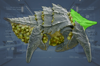 Head side view