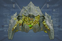 Underside front view