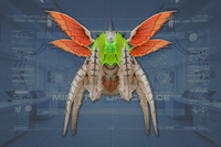 Head front view
