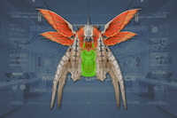 Underbelly front view