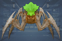 Head front view